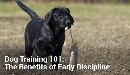 Dog Training 101: The Benefit of Early Discipline